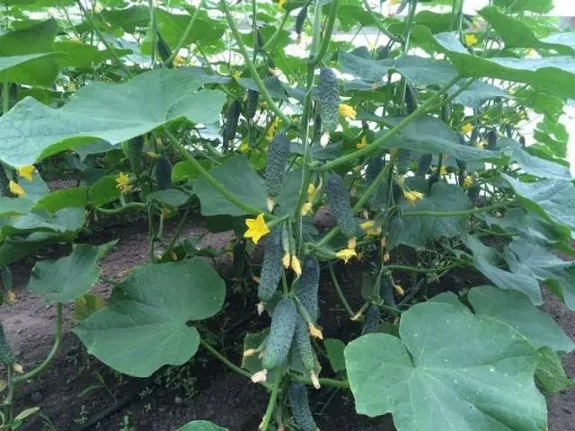 Cucumber Lutoyar F1: cultivation technology, yield