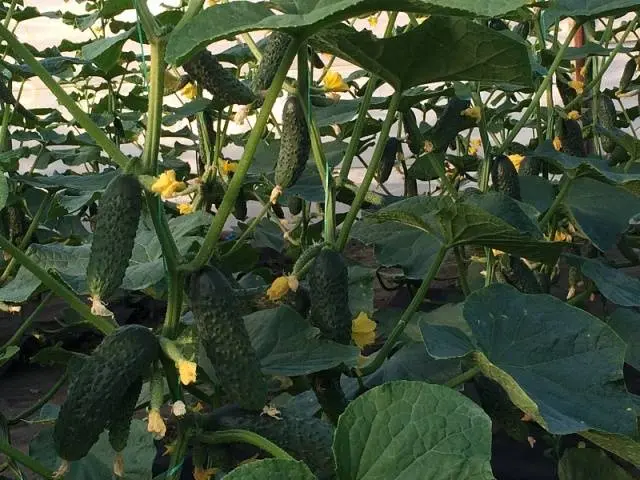 Cucumber Lutoyar F1: cultivation technology, yield