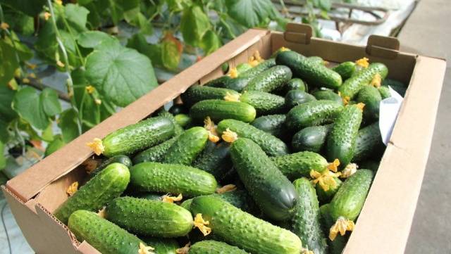 Cucumber Lutoyar F1: cultivation technology, yield