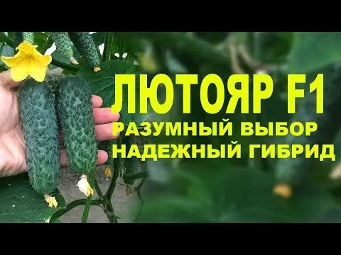 Cucumber Lutoyar F1: cultivation technology, yield