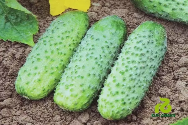 Cucumber Lutoyar F1: cultivation technology, yield