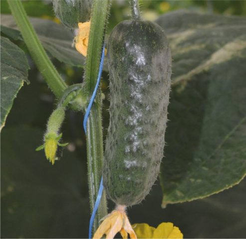 Cucumber Madrilene: characteristics and description of the variety