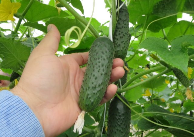 Cucumber Madrilene: characteristics and description of the variety