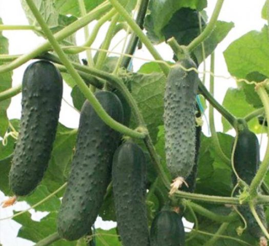 Cucumber Madrilene: characteristics and description of the variety