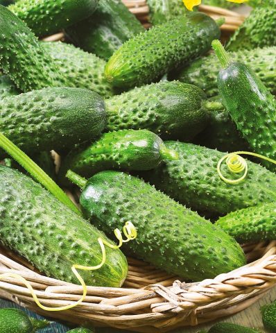 Cucumber Madrilene: characteristics and description of the variety