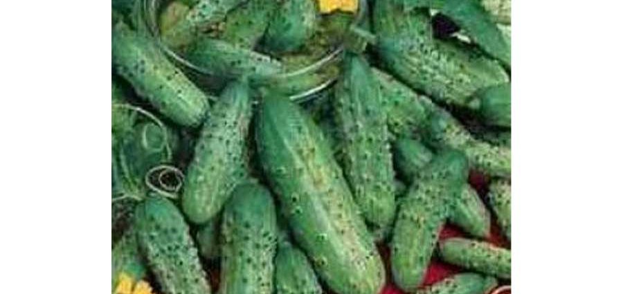 Cucumber Madrilene: characteristics and description of the variety