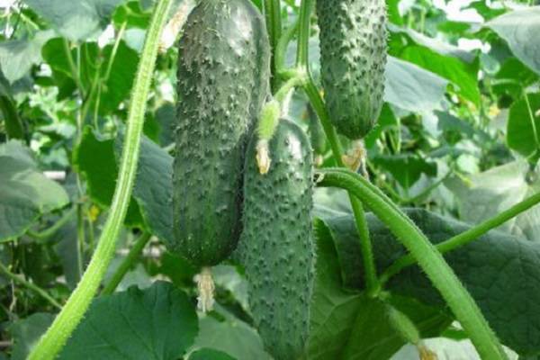 Cucumber Mamluk F1