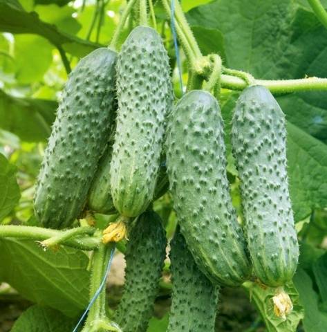 Cucumber Mamluk F1