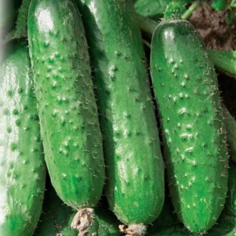 Cucumber Mamluk F1