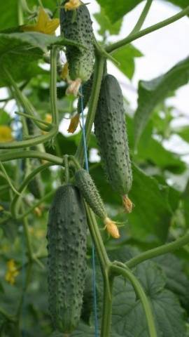 Cucumber Mamluk F1