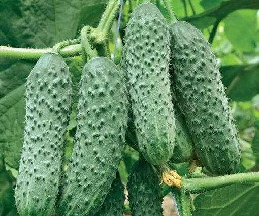 Cucumber Mamluk F1