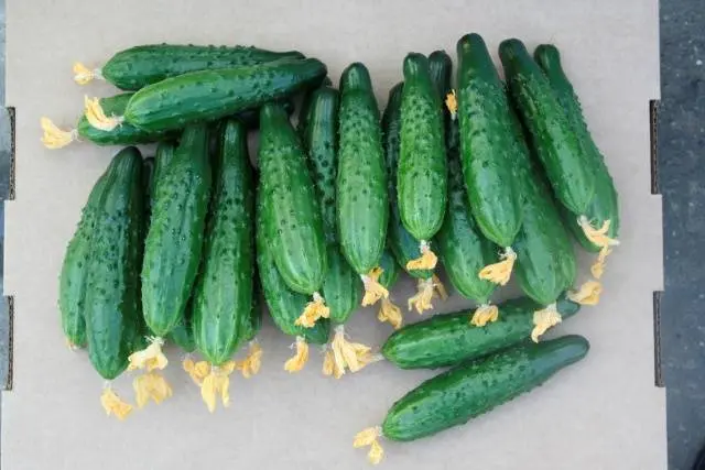 Cucumber Mamluk F1