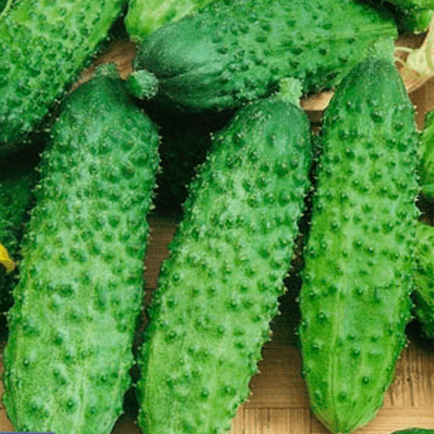 Cucumber Masha F1: characteristics and agricultural technology