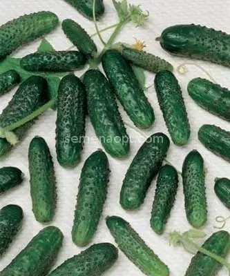 Cucumber Masha F1: characteristics and agricultural technology