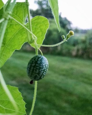 Cucumber Melotria