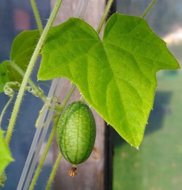 Cucumber Melotria