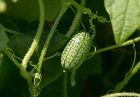 Cucumber Melotria