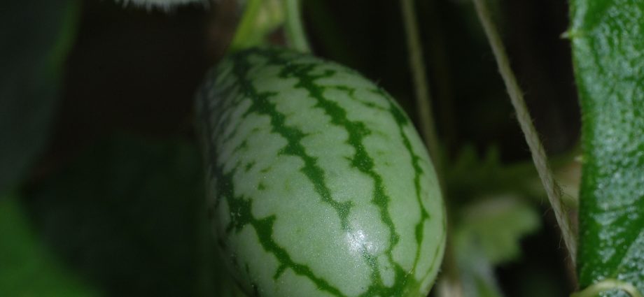 Cucumber Melotria