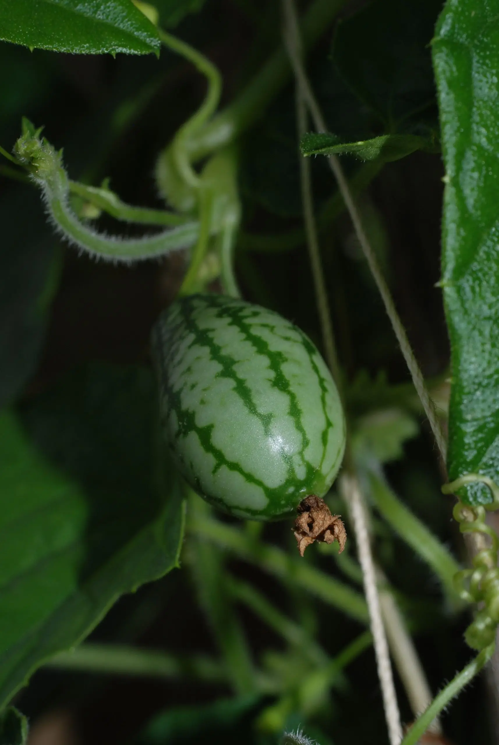 Cucumber Melotria