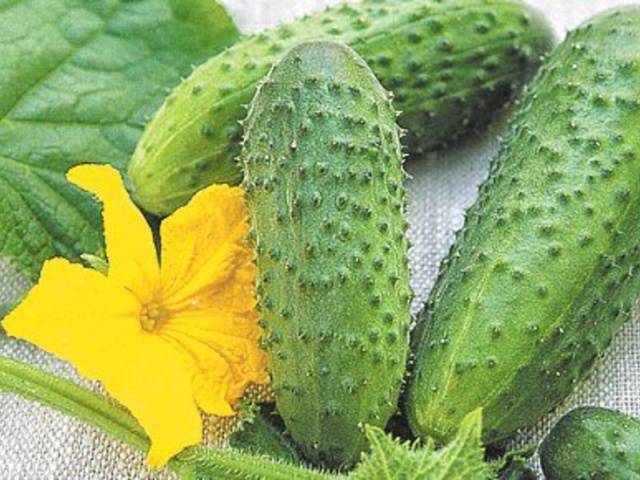 Cucumber Murashka f1