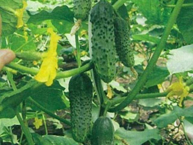 Cucumber Murashka f1