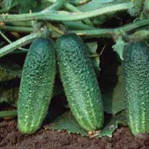 Cucumber Othello F1: characteristics and description of the variety