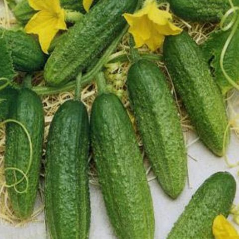 Cucumber Othello F1: characteristics and description of the variety