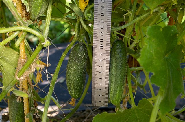 Cucumber Othello F1: characteristics and description of the variety