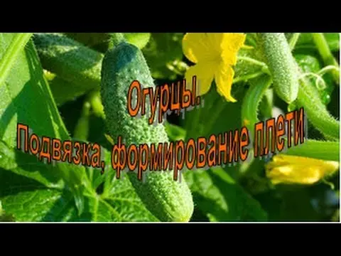 Cucumber Othello F1: characteristics and description of the variety