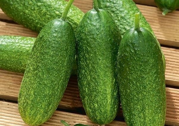 Cucumber Othello F1: characteristics and description of the variety