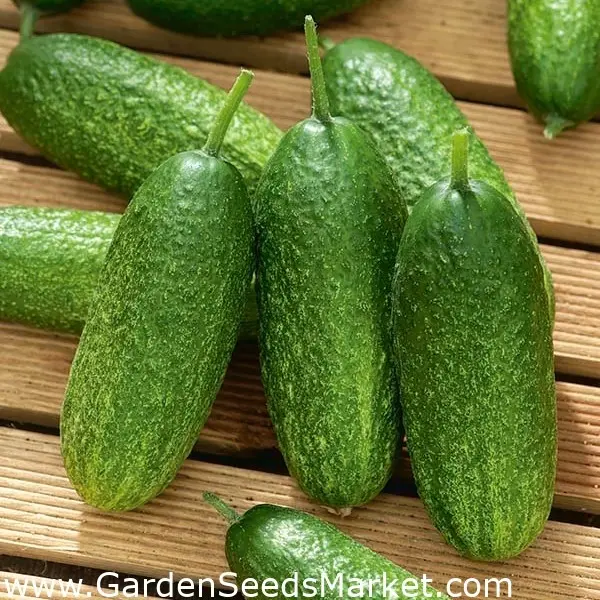 Cucumber Othello F1: characteristics and description of the variety