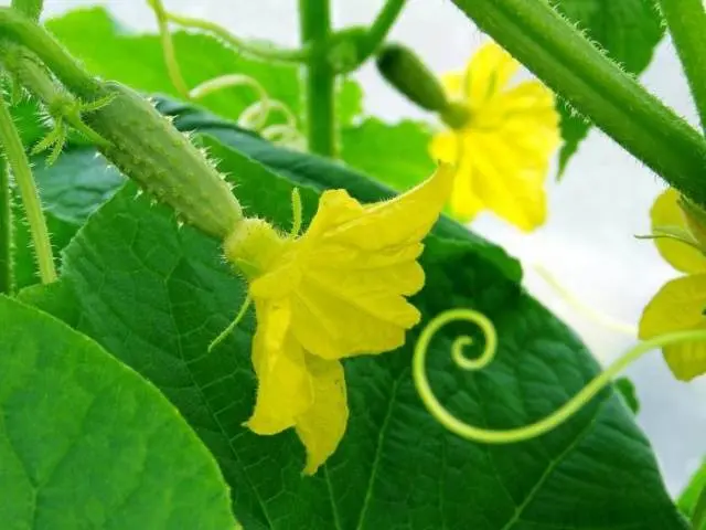 Cucumber Paratunka f1