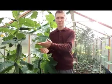 Cucumber Paratunka f1