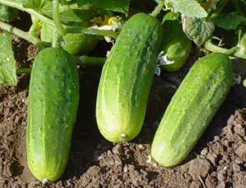 Cucumber Paratunka f1