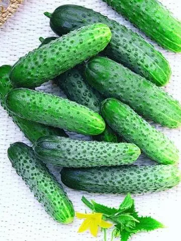 Cucumber Parisian gherkin