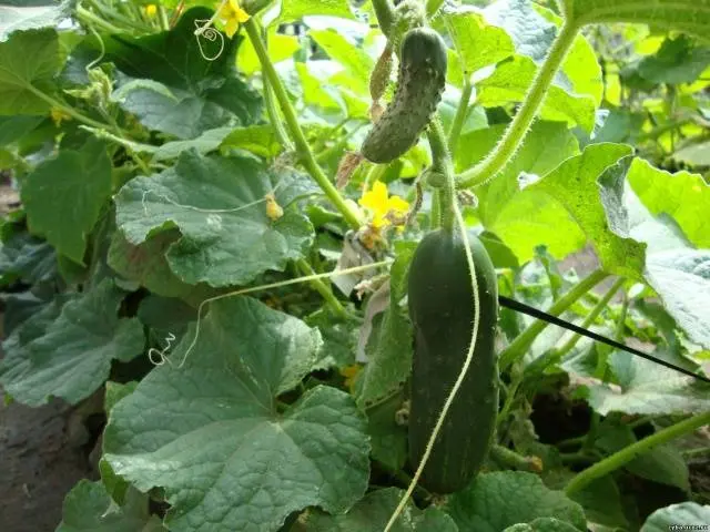 Cucumber Phoenix