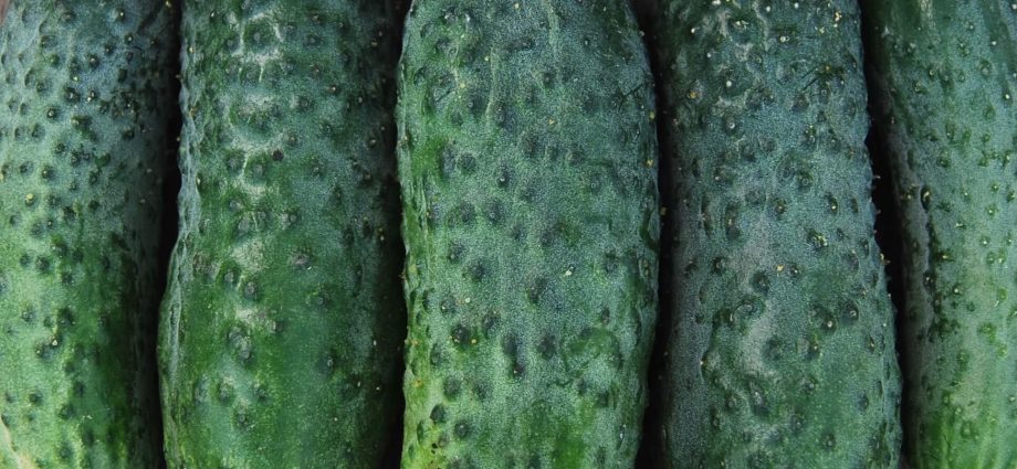 Cucumber Phoenix