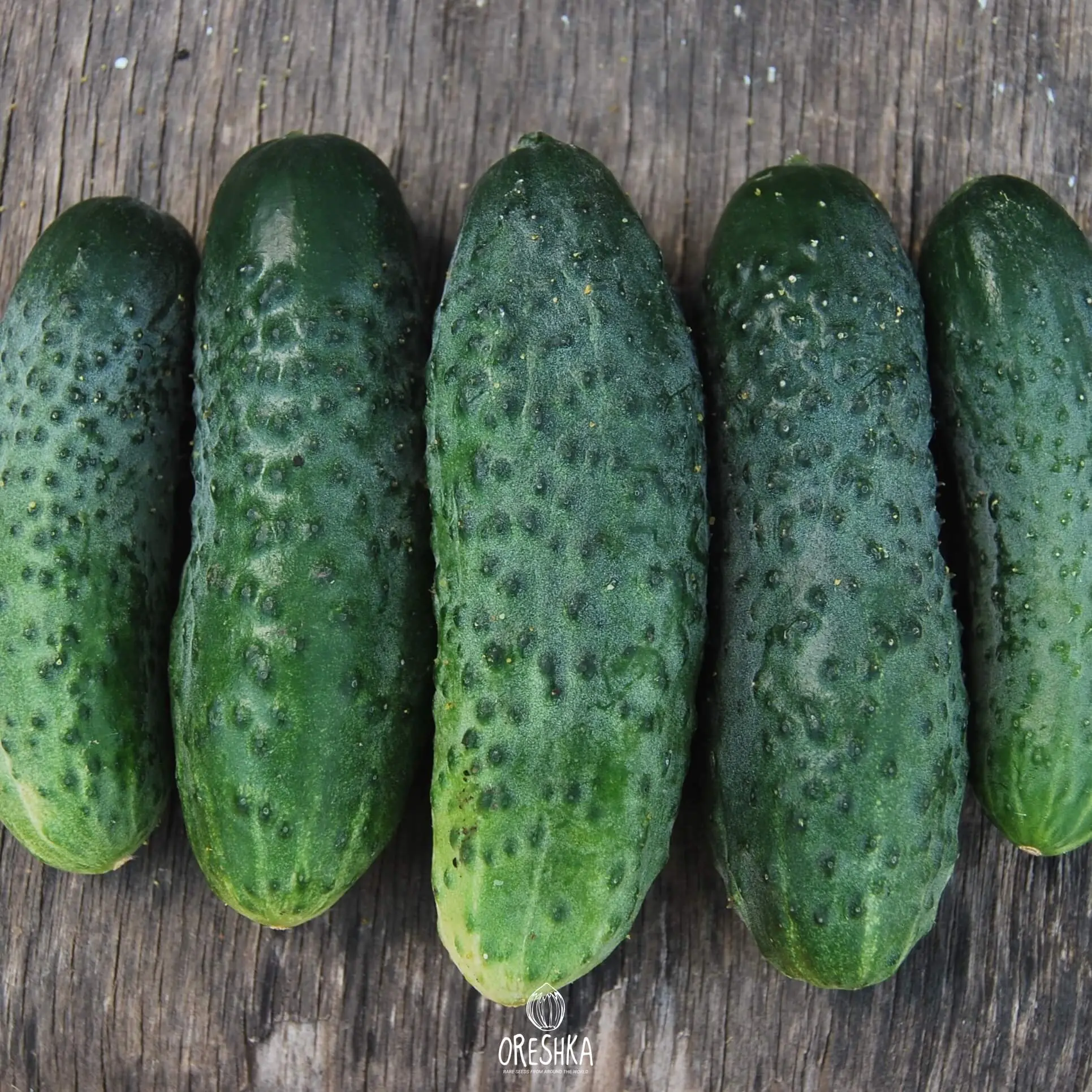 Cucumber Phoenix