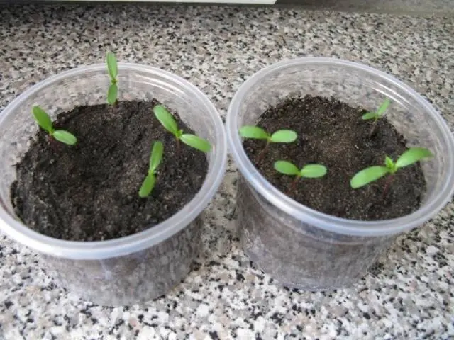 Cucumber planters