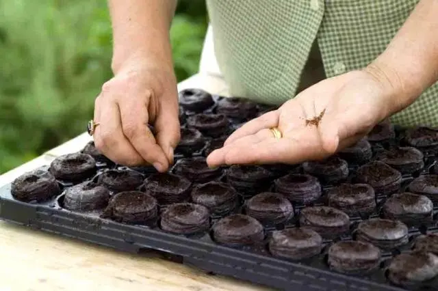 Cucumber planters