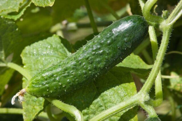 Cucumber Real Colonel F1: characteristics and description of the variety, photo, yield, reviews