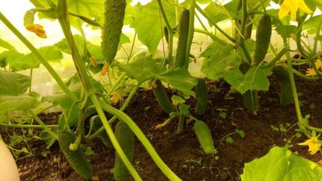 Cucumber Real Colonel F1: characteristics and description of the variety, photo, yield, reviews