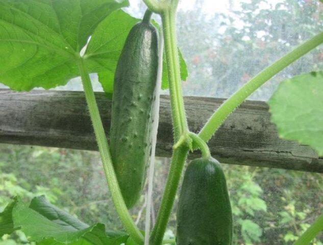 Cucumber Real Colonel F1: characteristics and description of the variety, photo, yield, reviews