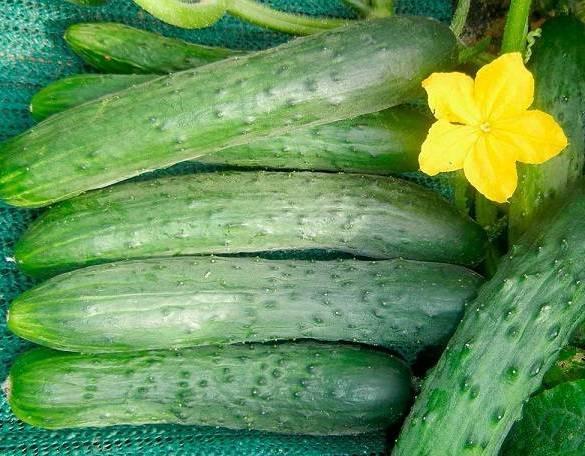 Cucumber Real Colonel F1: characteristics and description of the variety, photo, yield, reviews