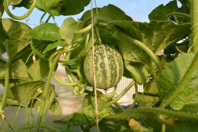 Cucumber: reviews, varieties, planting and care