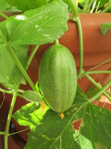 Cucumber: reviews, varieties, planting and care