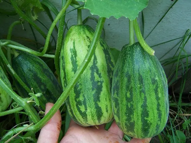 Cucumber: reviews, varieties, planting and care