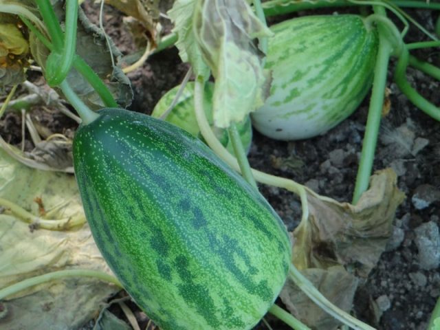 Cucumber: reviews, varieties, planting and care