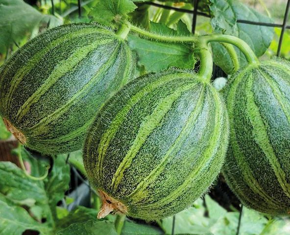 Cucumber: reviews, varieties, planting and care