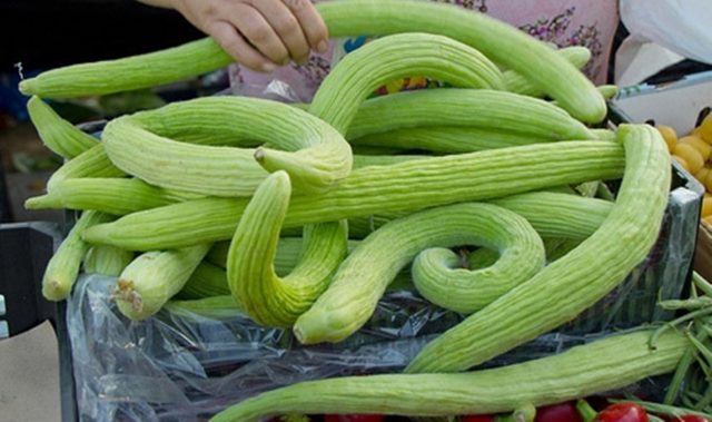 Cucumber: reviews, varieties, planting and care